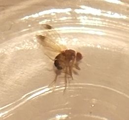 Drosophila suzukii, männlich